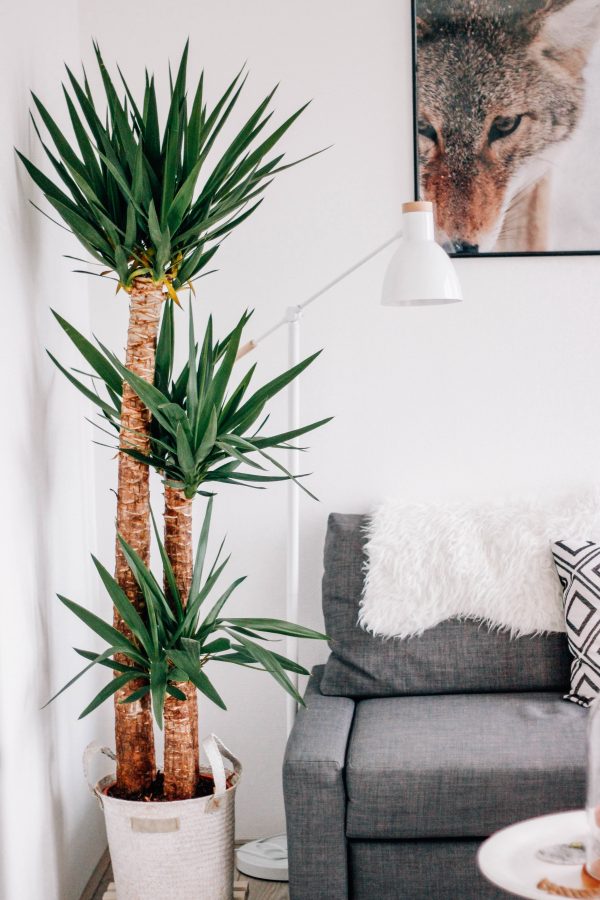 Yucca plant THESTYLEBOX